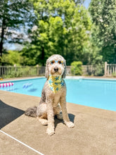 Load image into Gallery viewer, STARFISH SWIM/COOLING