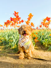 Load image into Gallery viewer, ARCHES