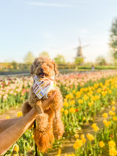 Load image into Gallery viewer, ARCHES